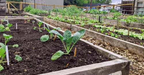 CommunityGarden_500x260